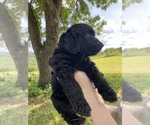 Small Photo #5 Goldendoodle Puppy For Sale in HARROGATE, TN, USA