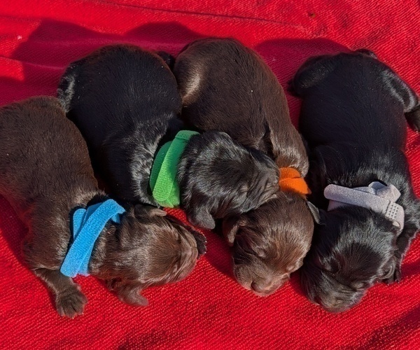 Medium Photo #26 Boykin Spaniel-Goldendoodle Mix Puppy For Sale in MORGANTON, NC, USA