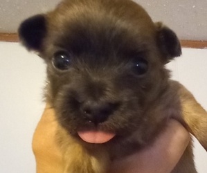 Chihuahua Puppy for sale in VON ORMY, TX, USA
