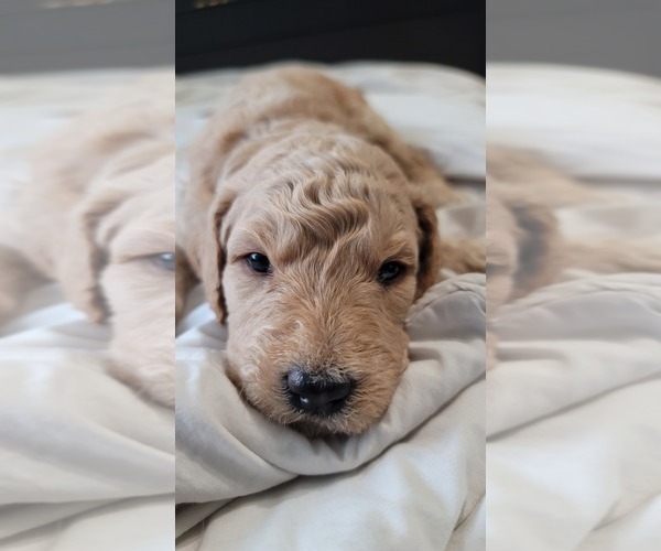 Medium Photo #4 Goldendoodle-Poodle (Standard) Mix Puppy For Sale in OVIEDO, FL, USA