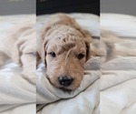 Small Photo #4 Goldendoodle-Poodle (Standard) Mix Puppy For Sale in OVIEDO, FL, USA