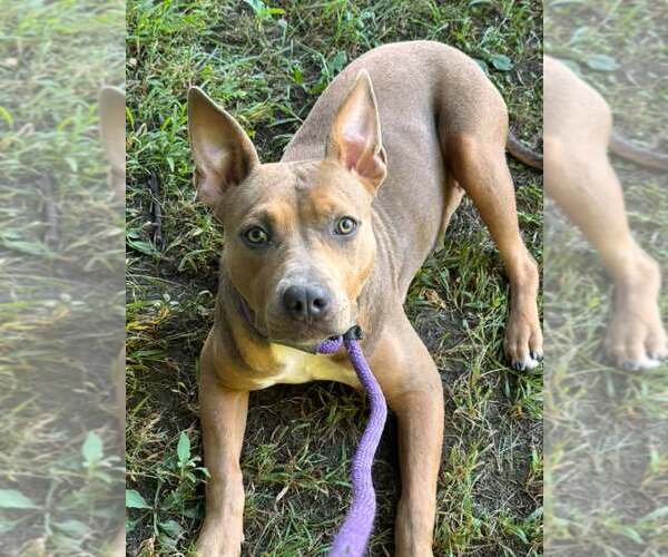 Medium Photo #1 Mutt Puppy For Sale in Crete, IL, USA