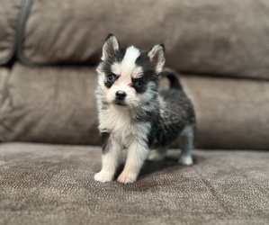 Pomsky Puppy for Sale in DRACUT, Massachusetts USA