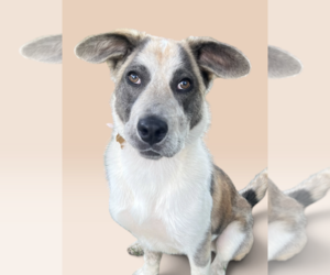 Labrador Retriever-Unknown Mix Dogs for adoption in Rockville, MD, USA