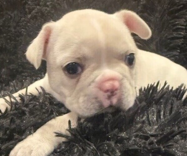 Medium Photo #8 Faux Frenchbo Bulldog-French Bulldog Mix Puppy For Sale in MOUNDRIDGE, KS, USA