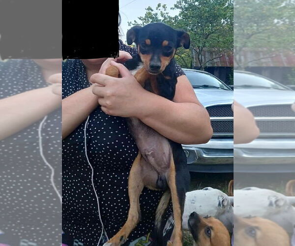Medium Photo #4 Chihuahua-Unknown Mix Puppy For Sale in Osgood, IN, USA