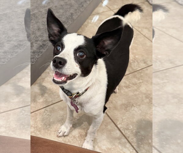 Medium Photo #10 Rat Terrier-Unknown Mix Puppy For Sale in Corona, CA, USA