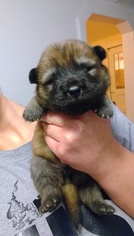 Chow Chow Puppy for sale in SACRAMENTO, CA, USA