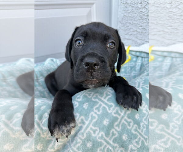 Medium Photo #5 Mutt Puppy For Sale in Goodyear, AZ, USA