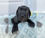 Small #4 Mutt