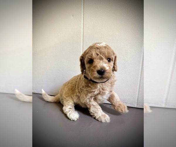 Medium Photo #1 Goldendoodle mix (+ Poodle Miniature) Puppy For Sale in KNOXVILLE, TN, USA