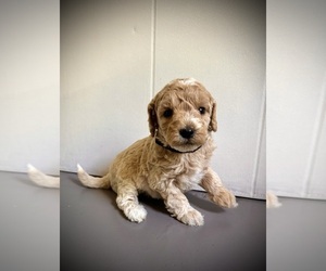 Goldendoodle mix (+ Poodle Miniature) Puppy for sale in KNOXVILLE, TN, USA