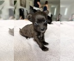 Puppy Levity Chihuahua