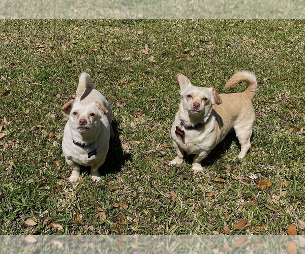 Medium Photo #4 Chiweenie Puppy For Sale in St. Augustine, FL, USA