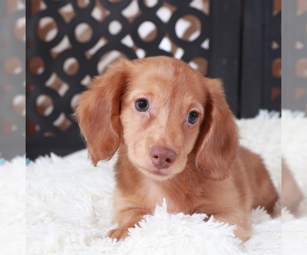 Medium Photo #2 Dachshund Puppy For Sale in MOUNT VERNON, OH, USA