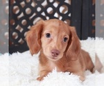 Small #1 Dachshund