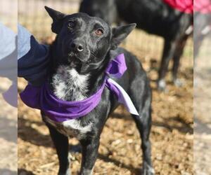 Mutt Dogs for adoption in San Antonio, TX, USA