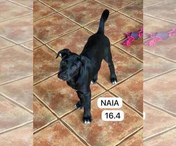 Medium Photo #1 Labrador Retriever-Unknown Mix Puppy For Sale in Virginia Beach, VA, USA