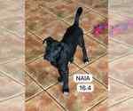 Small Labrador Retriever Mix