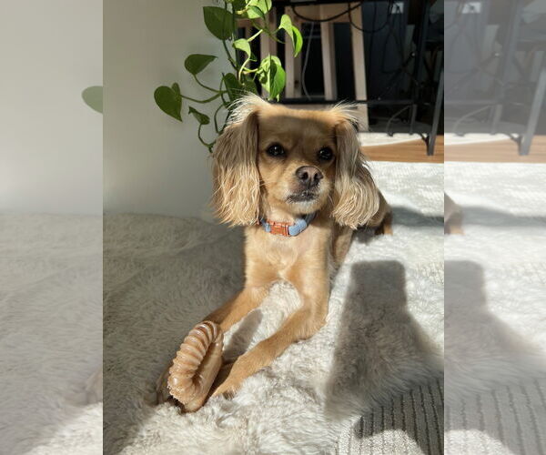 Medium Photo #2 Cavalier King Charles Spaniel-Unknown Mix Puppy For Sale in Miami, FL, USA