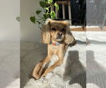 Small #1 Cavalier King Charles Spaniel Mix