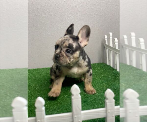 Medium Photo #25 French Bulldog Puppy For Sale in DENVER, CO, USA