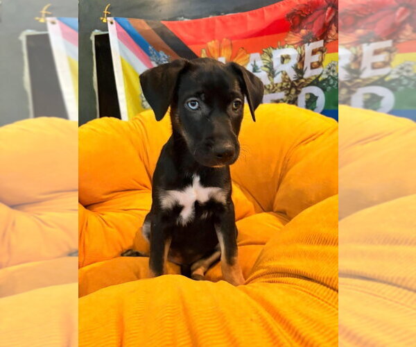 Medium Photo #2 Mutt Puppy For Sale in Candler, NC, USA