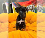 Small Photo #2 Mutt Puppy For Sale in Candler, NC, USA