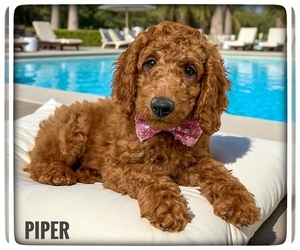 Goldendoodle (Miniature) Puppy for sale in ORANGE PARK, FL, USA