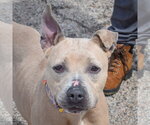 Small #8 American Bulldog-American Staffordshire Terrier Mix