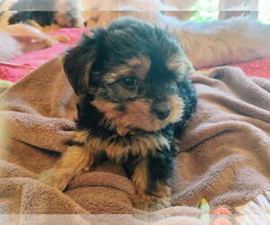 Yorkshire Terrier Puppy for sale in LE ROY, KS, USA