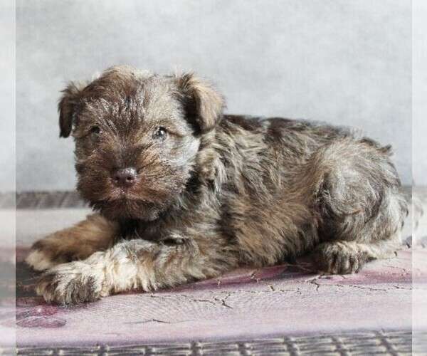 Medium Photo #3 Schnauzer (Miniature) Puppy For Sale in HONEY BROOK, PA, USA