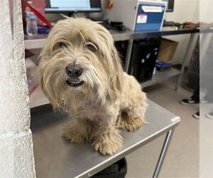 Maltese Dogs for adoption in San Bernardino, CA, USA