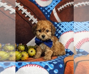 Havanese-Poodle (Toy) Mix Puppy for sale in LEOLA, PA, USA