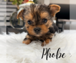 Small #2 Yorkshire Terrier