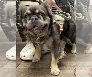 Father of the French Bulldog puppies born on 02/06/2026