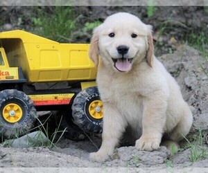 Golden Retriever Puppy for sale in JONES, MI, USA