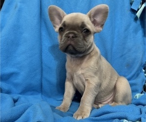 Medium French Bulldog