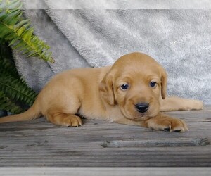 Labradoodle-Poodle (Miniature) Mix Puppy for sale in FREDERICKSBG, OH, USA