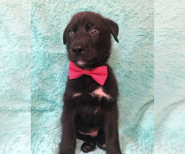 Medium Photo #3 Huskies -Unknown Mix Puppy For Sale in Hillsboro, MO, USA