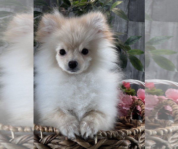 Medium Photo #1 Pomeranian Puppy For Sale in CANOGA, NY, USA