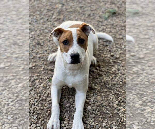 Medium Photo #2 Mutt Puppy For Sale in Manchester, MO, USA