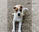 Small #1 Mutt