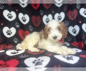 Cavapoo Puppy for sale in LAKELAND, FL, USA
