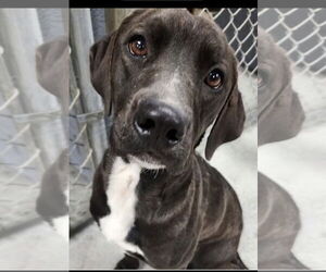 Beagle-Unknown Mix Dogs for adoption in Pottstown, PA, USA