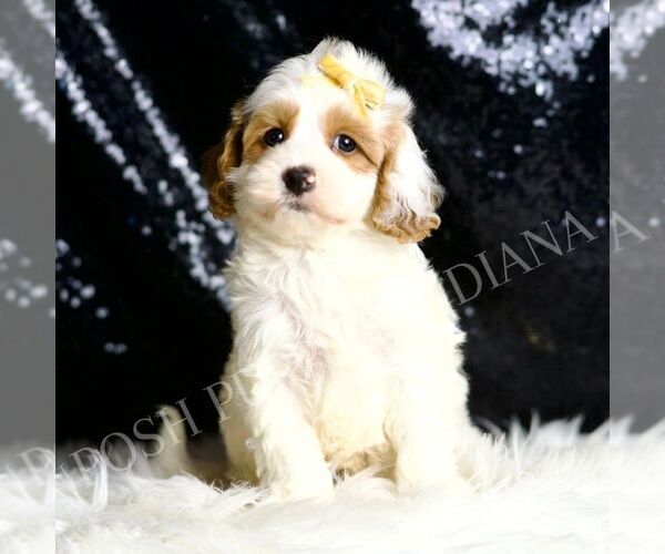 Medium Photo #6 Cavapoo Puppy For Sale in WARSAW, IN, USA