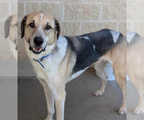 Medium Photo #6 Coonhound-Great Pyrenees Mix Puppy For Sale in Rockwall, TX, USA