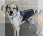 Small #5 Coonhound-Great Pyrenees Mix