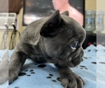 Small Photo #13 French Bulldog Puppy For Sale in TRENTON, TX, USA