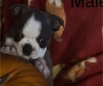 Small #1 Faux Frenchbo Bulldog